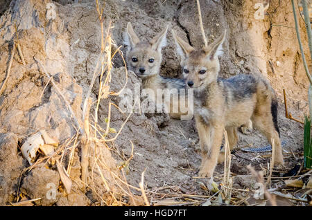 Nero-backed sciacalli (Canis mesomelas) Giovani inTermite Mound Foto Stock