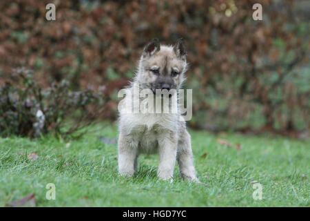 Cane cani Groenlandia / puppy in un prato in piedi Foto Stock