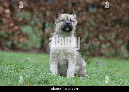 Cane cani Groenlandia / puppy in un prato seduta Foto Stock