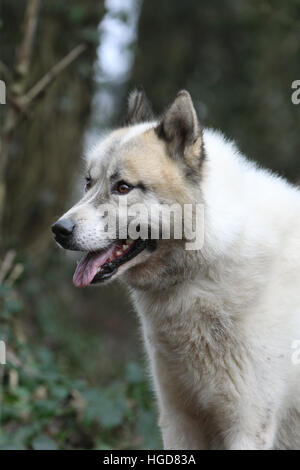 Cane cani Groenlandia / adulti adulti faccia verticale Foto Stock