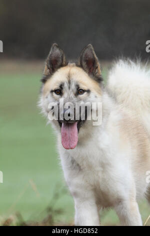 Cane cani Groenlandia / adulti adulti faccia verticale Foto Stock