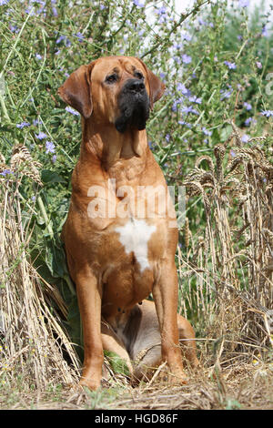 Cane Tosa inu giapponese / Mastiff adulti seduti in un prato Foto Stock