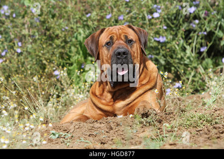 Cane Tosa inu giapponese / Mastiff adulto giacente in un prato in un campo Foto Stock