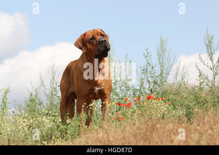 Cane Tosa inu giapponese / Mastiff adulto in piedi in un bosco in un campo fiore fiori Foto Stock
