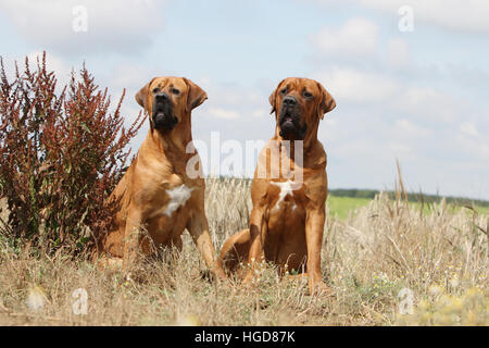 Cane Tosa inu giapponese / Mastiff due adulti seduti in un prato Foto Stock