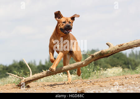 Cane Tosa inu giapponese / Mastiff adulto adulti in un campo eseguendo jump jumping Foto Stock
