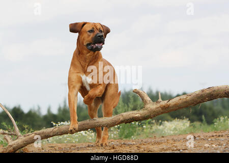 Cane Tosa inu giapponese / Mastiff adulto adulti in un campo eseguendo jump jumping Foto Stock