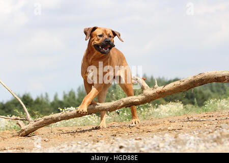 Cane Tosa inu giapponese / Mastiff adulto adulti in un campo eseguendo jump jumping Foto Stock