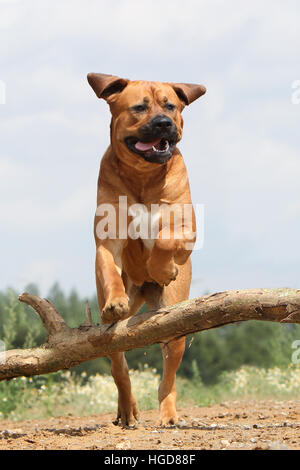 Cane Tosa inu giapponese / Mastiff adulto adulti in un campo eseguendo jump jumping Foto Stock