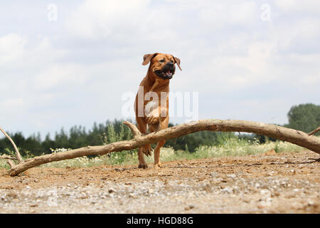 Cane Tosa inu giapponese / Mastiff adulto adulti in un campo eseguendo jump jumping Foto Stock