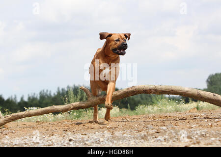 Cane Tosa inu giapponese / Mastiff adulto adulti in un campo eseguendo jump jumping Foto Stock