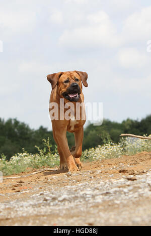 Cane Tosa inu giapponese / Mastiff adulto adulti in un campo eseguendo jump jumping Foto Stock