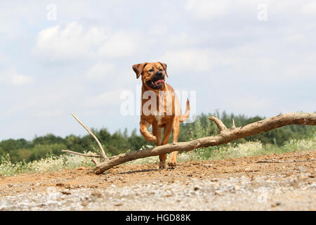 Cane Tosa inu giapponese / Mastiff adulto adulti in un campo eseguendo jump jumping Foto Stock
