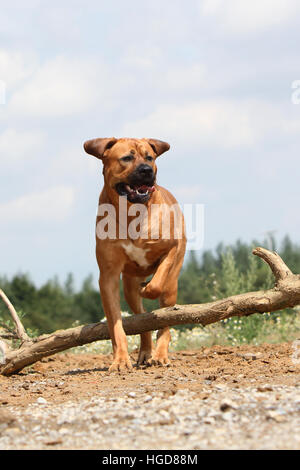 Cane Tosa inu giapponese / Mastiff adulto adulti in un campo eseguendo jump jumping Foto Stock