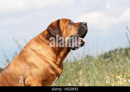 Cane Tosa inu giapponese / Mastiff adulto ritratto Foto Stock