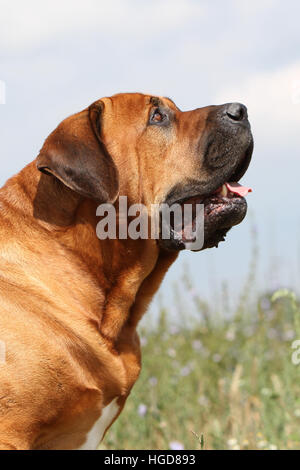 Cane Tosa inu giapponese / Mastiff adulto ritratto Foto Stock