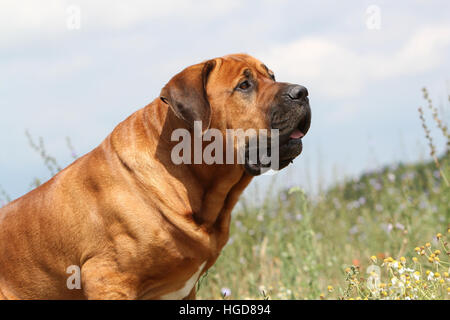 Cane Tosa inu giapponese / Mastiff adulto ritratto Foto Stock