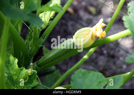 Zucchine fresche fiori sulla pianta in giardino. Foto Stock