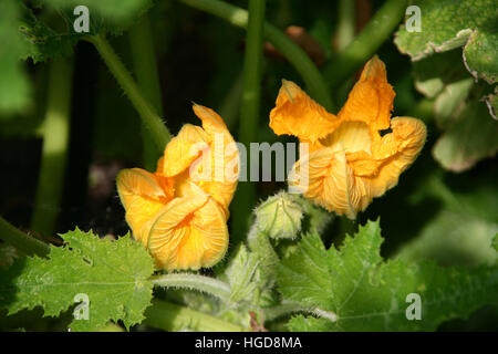 Zucchine fresche fiori sulla pianta in giardino. Foto Stock