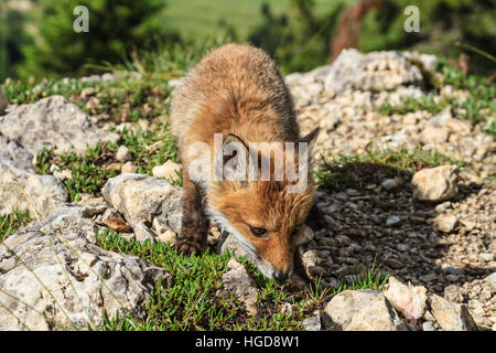 Baby Red Fox in prato alpino in corrispondenza del bordo di una foresta Foto Stock