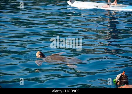 Carretta Carretta tartaruga (noto anche come tartaruga caretta) in porto con un uomo lo snorkelling nell'angolo, Bali, Creta, Grecia, l'Europa. Foto Stock