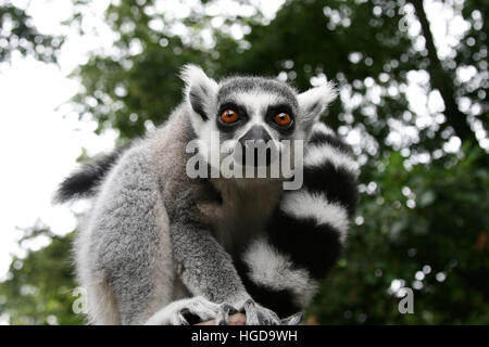 Un bellissimo anello-tailed lemur (Lemur catta) su un palo da recinzione. Foto Stock