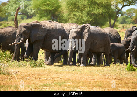Branco di elefanti sul loro modo di ritorno da un waterhole Foto Stock