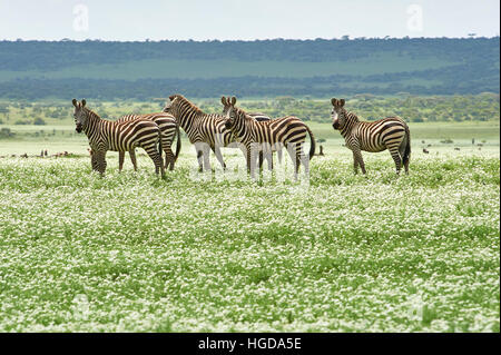 Zebre attraversando la pianura Olduvai vicino Serengeti, coperti di bianco fioritura erba Foto Stock