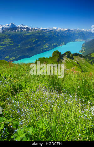 Il Brienzer Rothorn montagna, Oberland bernese, Svizzera Foto Stock