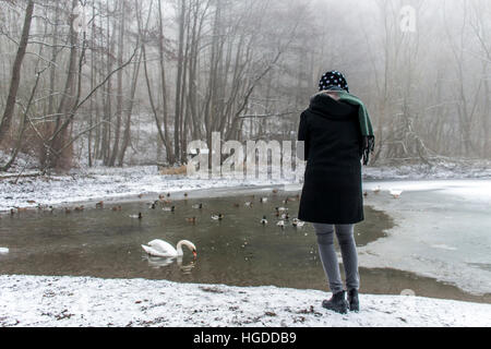 Una giovane donna di alimentazione su un lago dei cigni e anatre di alimentazione degli uccelli in inverno Foto Stock