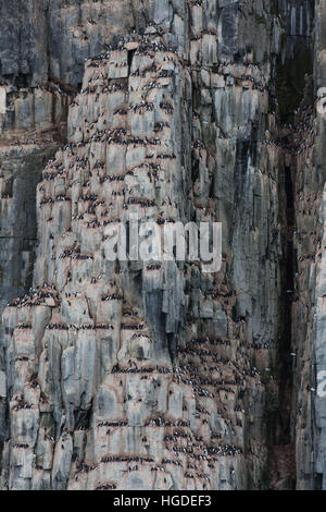 Spitsbergen, Svalbard, spessa fatturati murre, uria lomvia, bird's rock, uccelli, Foto Stock