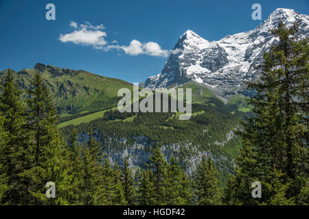 Berna Oberland Bernese, Birg Foto Stock