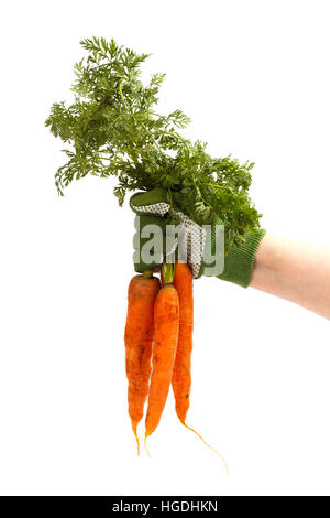 Mano che tiene un mazzetto di appena raccolto le carote con il terreno,isolato Foto Stock