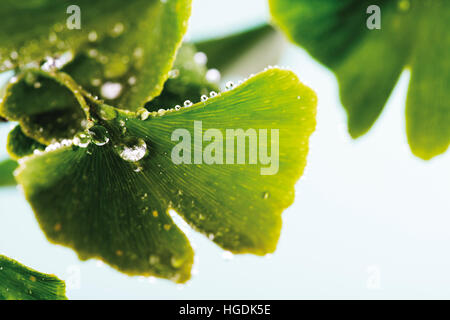 Foglie di ginkgo (Ginkgo biloba) coperto di goccioline di acqua Foto Stock