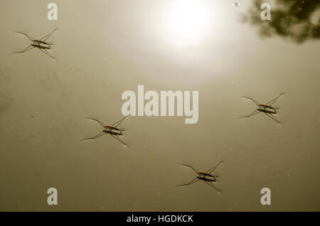 Acqua o Striders Pond Skaters o Gerridae o Gesù bug camminare e correre e i riflessi del sole sulle acque di superficie del lago in Thailandia Foto Stock