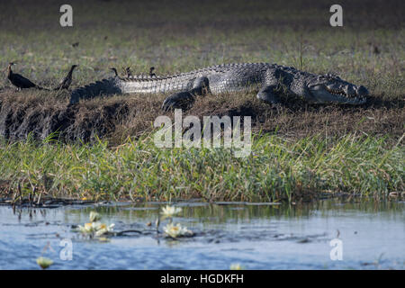 Coccodrillo del Nilo (crocodilus niloticus) sulla riva, Chobe National Park - Chobe River, Botswana Foto Stock