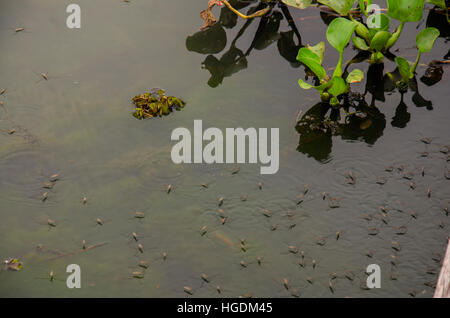 Acqua o Striders Pond Skaters o Gerridae o Gesù bug camminare e correre sulle acque di superficie del lago in Thailandia Foto Stock