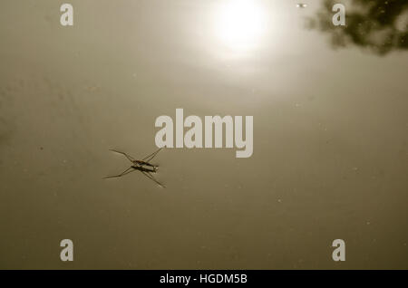 Acqua o Striders Pond Skaters o Gerridae o Gesù bug camminare e correre e i riflessi del sole sulle acque di superficie del lago in Thailandia Foto Stock