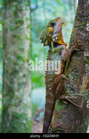 Australian lizard in una foresta pluviale tropicale Foto Stock