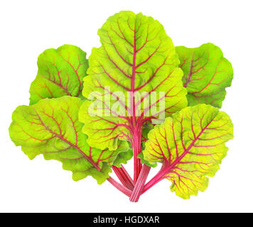Bietola isolato. Fresche foglie di bietole (mangold) isolato su sfondo bianco con tracciato di ritaglio Foto Stock