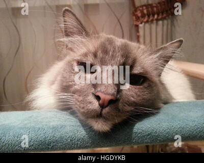 Carino sacred Birman vicino sguardo triste Foto Stock