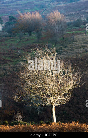 Colori autunnali in Aller Combe, Parco Nazionale di Exmoor, Somerset, Inghilterra, Foto Stock