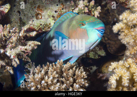 Mar Rosso, Egitto. 6 Nov, 2016. Pesci pappagallo a margherita o pesci pappagallo Bullethead (Chlorurus sordidus) è dormire su di una scogliera di corallo, immersioni notturne, Mar Rosso, Sharm El Sheikh, Sinai, Egitto © Andrey Nekrasov/ZUMA filo/ZUMAPRESS.com/Alamy Live News Foto Stock