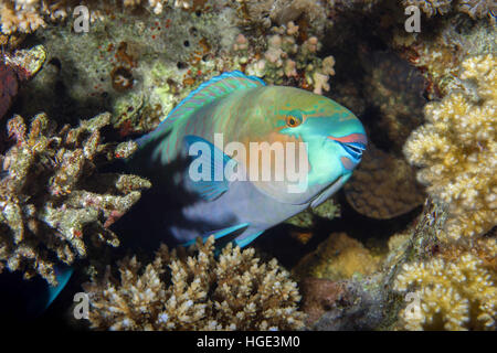 Mar Rosso, Egitto. 6 Nov, 2016. Pesci pappagallo a margherita o pesci pappagallo Bullethead (Chlorurus sordidus) è dormire su di una scogliera di corallo, immersioni notturne, Mar Rosso, Sharm El Sheikh, Sinai, Egitto © Andrey Nekrasov/ZUMA filo/ZUMAPRESS.com/Alamy Live News Foto Stock