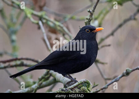 Merlo comune in appoggio su una succursale nel suo habitat Foto Stock