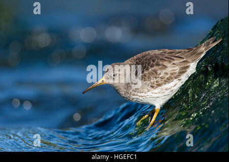 Un viola Sandpiper aggrappato alla roccia slick come piccole onde splash fino sui suoi piedi su una luminosa giornata di sole. Foto Stock