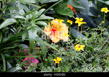 Campo arancione centinodia fiori e boccioli in un'erba Foto Stock