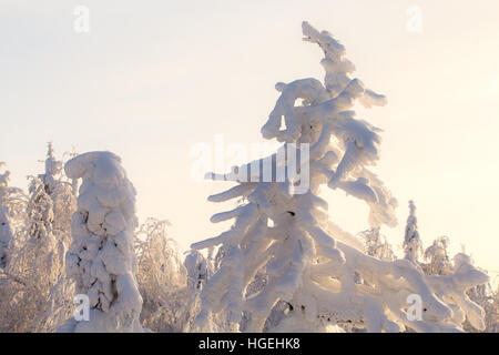 Giornata di sole in foresta, monti Urali, foresta invernale, russo natura, alberi di pino nella neve Foto Stock