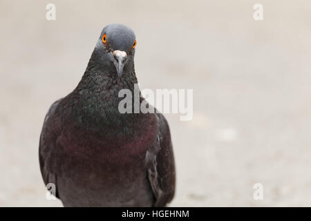 Pigeon close up bianco città di piccione piccioni Foto Stock