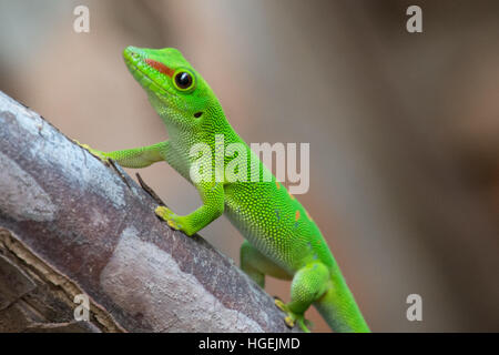 Giorno Gecko in Madagascar Foto Stock